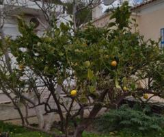 ΑΝΔΡΟΣ, Συνέτι, ισόγεια Μονοκατοικία 126 τ.μ., προς πώληση - Εικόνα 10/12