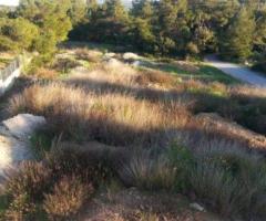 ΠΟΛΥΔΕΝΔΡΙ ΗΜΙΤΕΛΗΣ ΚΑΤΟΙΚΙΑ ΚΑΤΑΛΛΗΛΗ ΓΙΑ 2 ΟΙΚΟΓΕΝΕΙΕΣ - Εικόνα 8/12