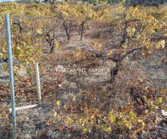 ΜΑΛΑΔΕΣ ΗΡΑΚΛΕΙΟΥ