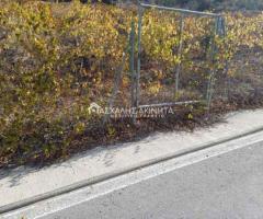 ΜΑΛΑΔΕΣ ΗΡΑΚΛΕΙΟΥ - Εικόνα 8/12