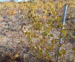 ΜΑΛΑΔΕΣ ΗΡΑΚΛΕΙΟΥ - Εικόνα 10/12