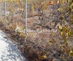 ΜΑΛΑΔΕΣ ΗΡΑΚΛΕΙΟΥ - Εικόνα 11/12