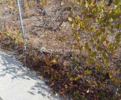 ΜΑΛΑΔΕΣ ΗΡΑΚΛΕΙΟΥ - Εικόνα 12/12