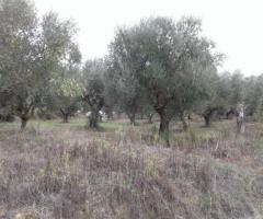 🏡 Πωλείται Οικοδομήσιμο Αγροτεμάχιο 2.686 τ.μ. στο Αβραμιού Μεσσήνης – 35.000 € - Εικόνα 5/12