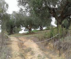 🏡 Πωλείται Οικοδομήσιμο Αγροτεμάχιο 2.686 τ.μ. στο Αβραμιού Μεσσήνης – 35.000 € - Εικόνα 6/12