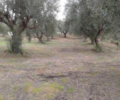 🏡 Πωλείται Οικοδομήσιμο Αγροτεμάχιο 2.686 τ.μ. στο Αβραμιού Μεσσήνης – 35.000 € - Εικόνα 8/12