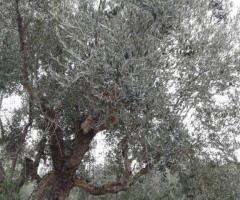 🏡 Πωλείται Οικοδομήσιμο Αγροτεμάχιο 2.686 τ.μ. στο Αβραμιού Μεσσήνης – 35.000 € - Εικόνα 10/12