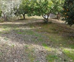 🏡 Πωλείται Οικοδομήσιμο Αγροτεμάχιο 2.686 τ.μ. στο Αβραμιού Μεσσήνης – 35.000 € - Εικόνα 11/12