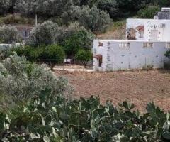 Λέρος, Αμμουδαριές – Πωλείται Επενδυτικό Συγκρότημα 2 Αυτόνομων Κατοικιών σε Καταπράσινο Κτήμα 1.350 - Εικόνα 7/12
