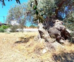 Οικόπεδο γωνιακό, οικοδομήσιμο, με θέα στην Αλφά Δήμου Μυλοποτάμου Ρεθύμνου - Εικόνα 8/10