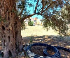 Οικόπεδο γωνιακό, οικοδομήσιμο, με θέα στην Αλφά Δήμου Μυλοποτάμου Ρεθύμνου - Εικόνα 10/10