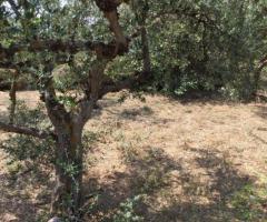 ΟΙΚΟΠΕΔΟ 188μ² ΣΕ ΝΟΜΙΤΣΙ Δ. ΜΑΝΗΣ