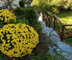 ΜΕΖΟΝΕΤΑ ΣΤΟ ΠΗΛΙΟ - Εικόνα 4/12