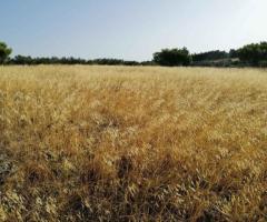 ΠΩΛΗΣΗ ΟΙΚΟΠΕΔΟΥ 18670 ΤΜ - Εικόνα 5/12