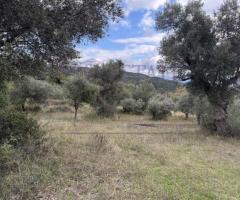 Αγροτεμάχιο στην Εύβοια-Κήποι-Κονίστρες 3068m2