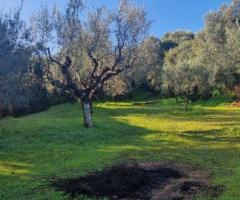 Πωλείται παραγωγικό ελαιοπερίβολο 11.970 τ.μ. στο Καρτερόλι Μεσσήνης