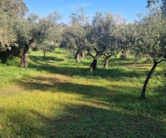 Πωλείται παραγωγικό ελαιοπερίβολο 11.970 τ.μ. στο Καρτερόλι Μεσσήνης