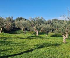 Πωλείται παραγωγικό ελαιοπερίβολο 11.970 τ.μ. στο Καρτερόλι Μεσσήνης