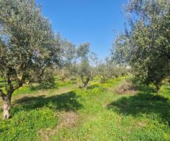 🫒 Πωλείται Ελαιοπερίβολο 11.170 τ.μ. στην Πιπερίτσα Μεσσήνης