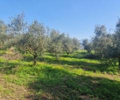 🫒 Πωλείται Ελαιοπερίβολο 11.170 τ.μ. στην Πιπερίτσα Μεσσήνης