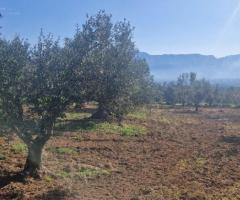 🔹 Πωλείται Αγροτεμάχιο με Ελαιόδεντρα στην Άνω Λάμπαινα Μεσσηνίας
