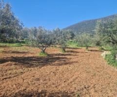 🔹 Πωλείται Αγροτεμάχιο με Ελαιόδεντρα στην Άνω Λάμπαινα Μεσσηνίας