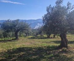 🔹 Πωλείται Αγροτεμάχιο με Ελαιόδεντρα στην Άνω Λάμπαινα Μεσσηνίας - Εικόνα 5/11