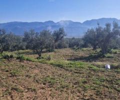 🔹 Πωλείται Αγροτεμάχιο με Ελαιόδεντρα στην Άνω Λάμπαινα Μεσσηνίας - Εικόνα 6/11