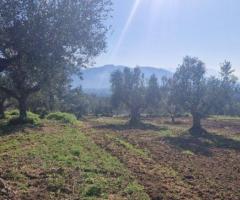 🔹 Πωλείται Αγροτεμάχιο με Ελαιόδεντρα στην Άνω Λάμπαινα Μεσσηνίας - Εικόνα 7/11