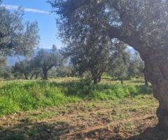 🔹 Πωλείται Αγροτεμάχιο με Ελαιόδεντρα στην Άνω Λάμπαινα Μεσσηνίας - Εικόνα 10/11
